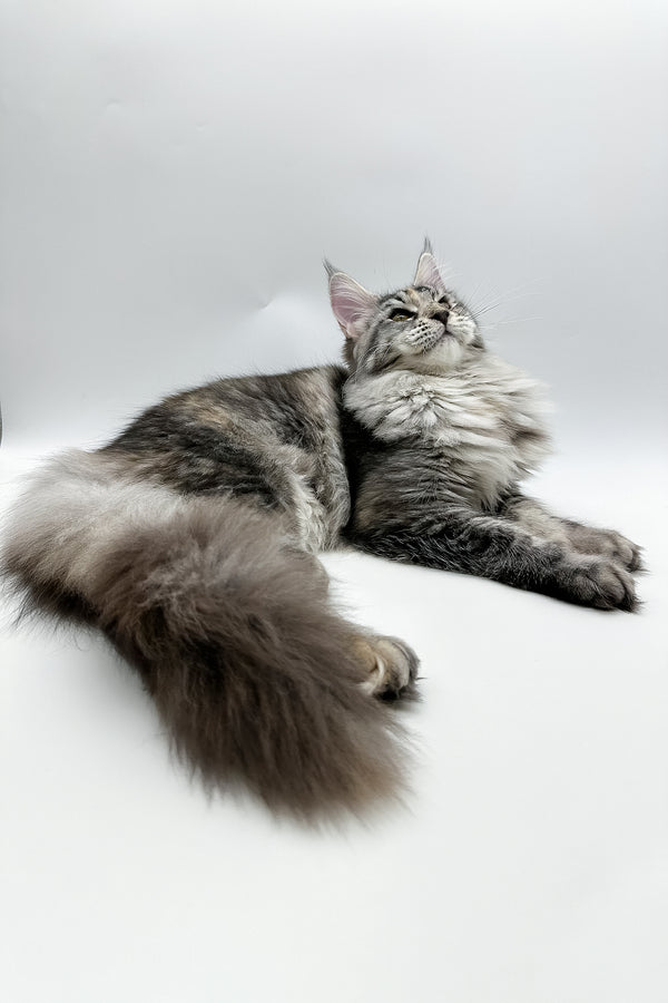 Elany | Maine Coon Kitten
