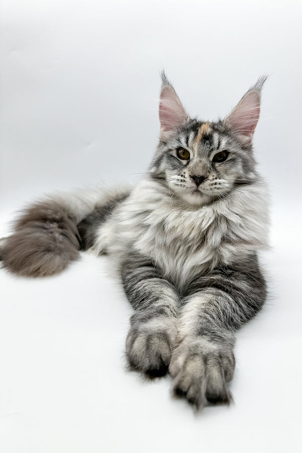 Elany | Maine Coon Kitten