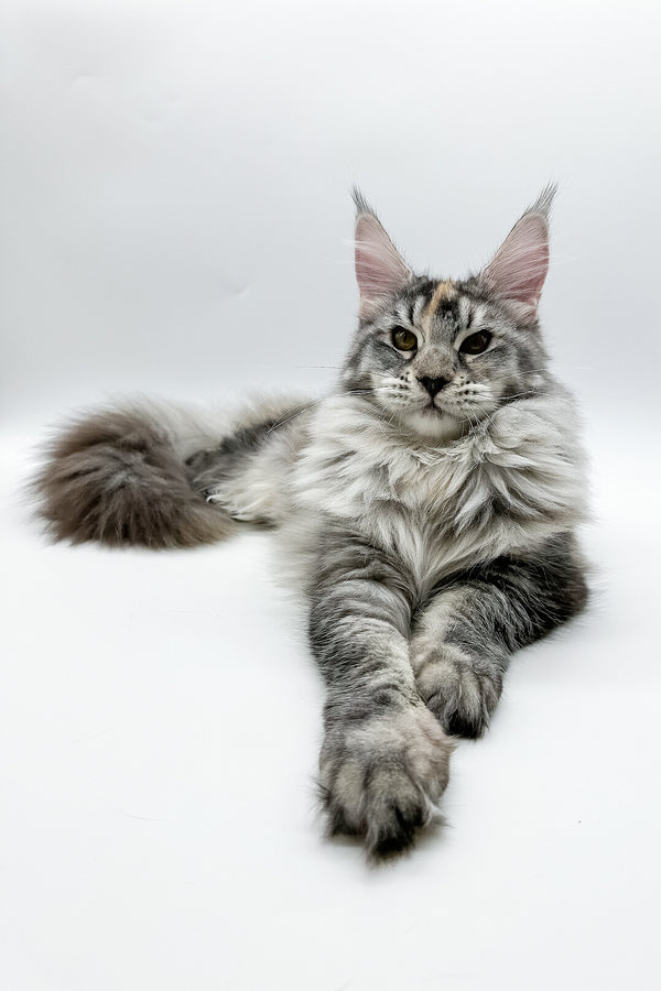 Elany | Maine Coon Kitten