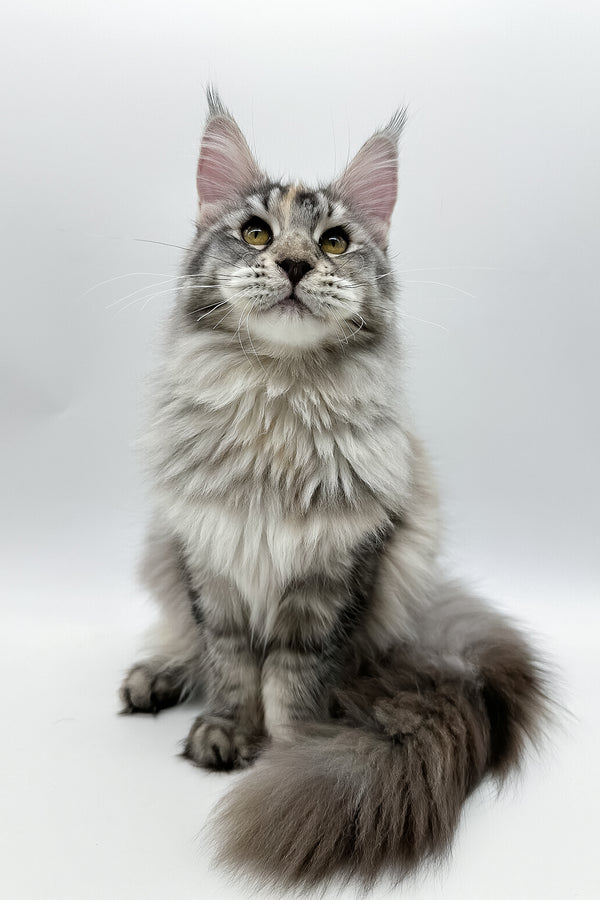 Elany | Maine Coon Kitten