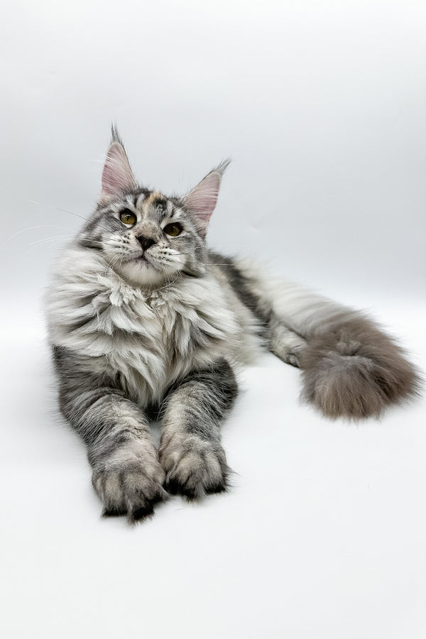 Elany | Maine Coon Kitten