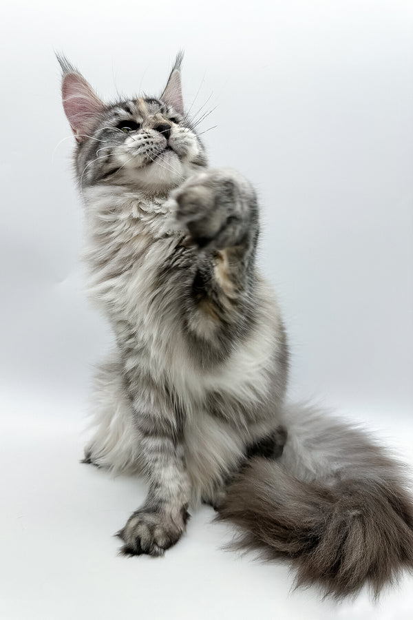 Elany | Maine Coon Kitten