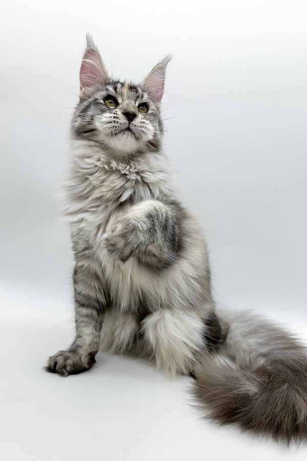 Elany | Maine Coon Kitten