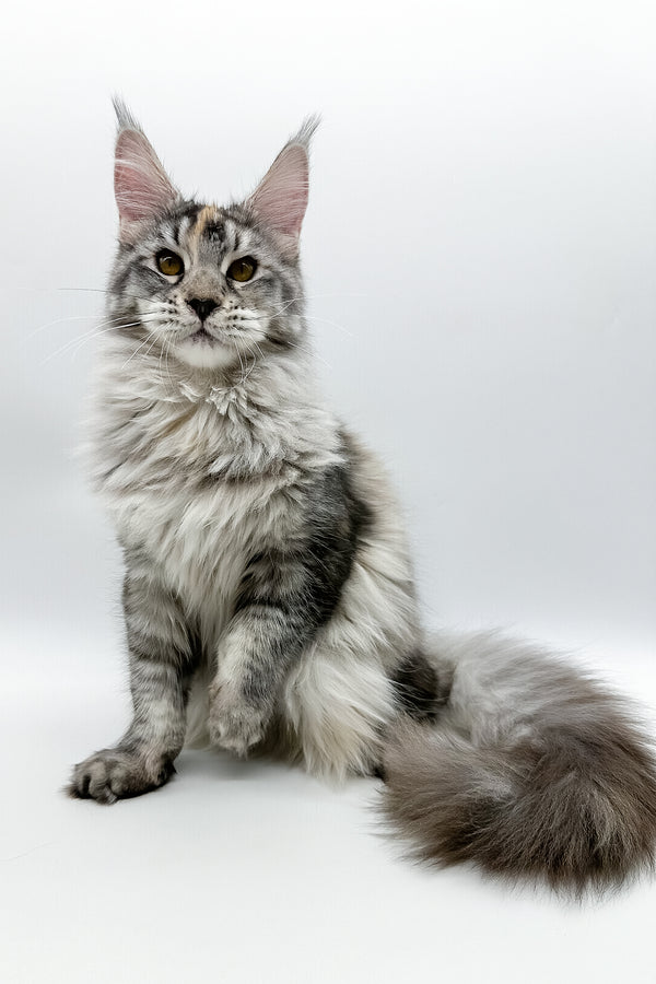 Elany | Maine Coon Kitten
