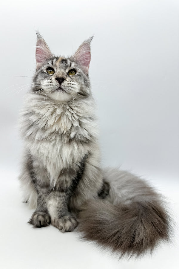 Elany | Maine Coon Kitten