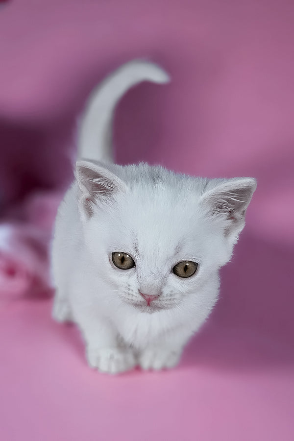 Elena | Munchkin Kitten