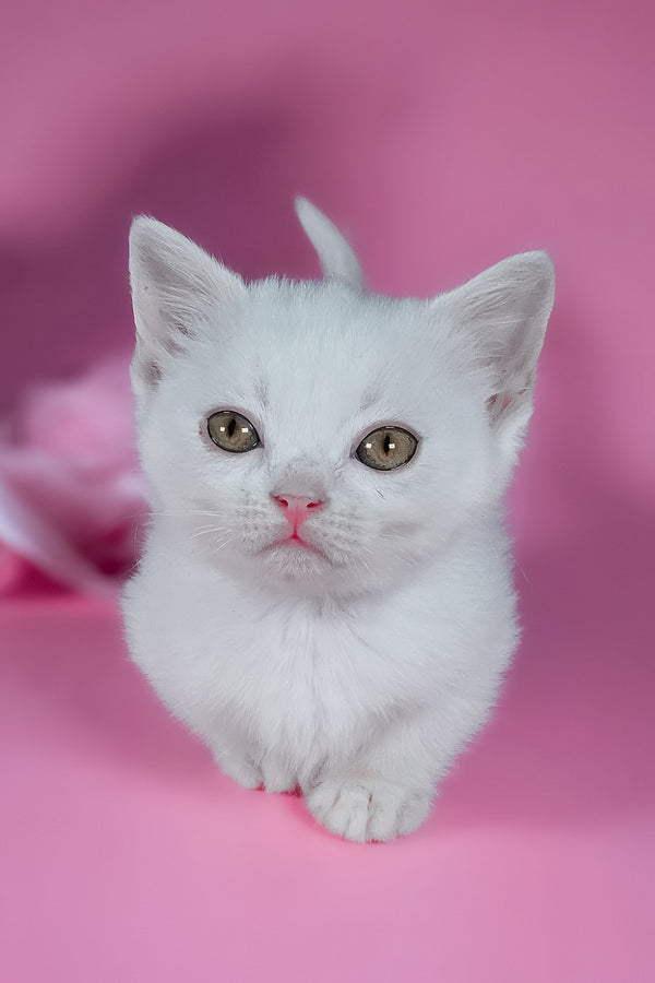Elena | Munchkin Kitten