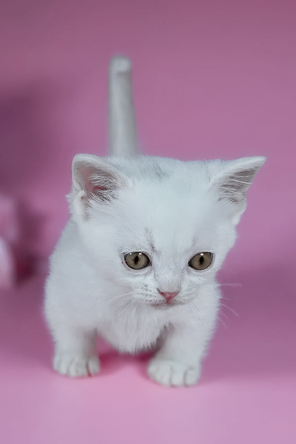 Elena | Munchkin Kitten