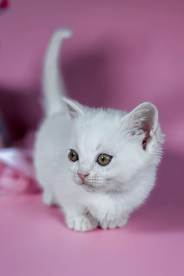 Elena | Munchkin Kitten
