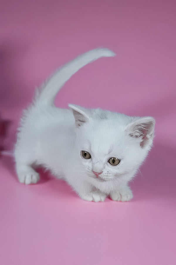 Elena | Munchkin Kitten