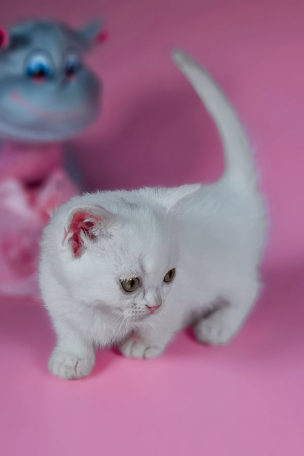 Elena | Munchkin Kitten