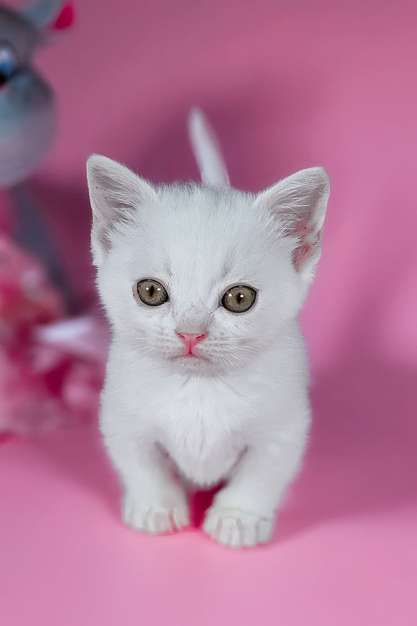 Elena | Munchkin Kitten