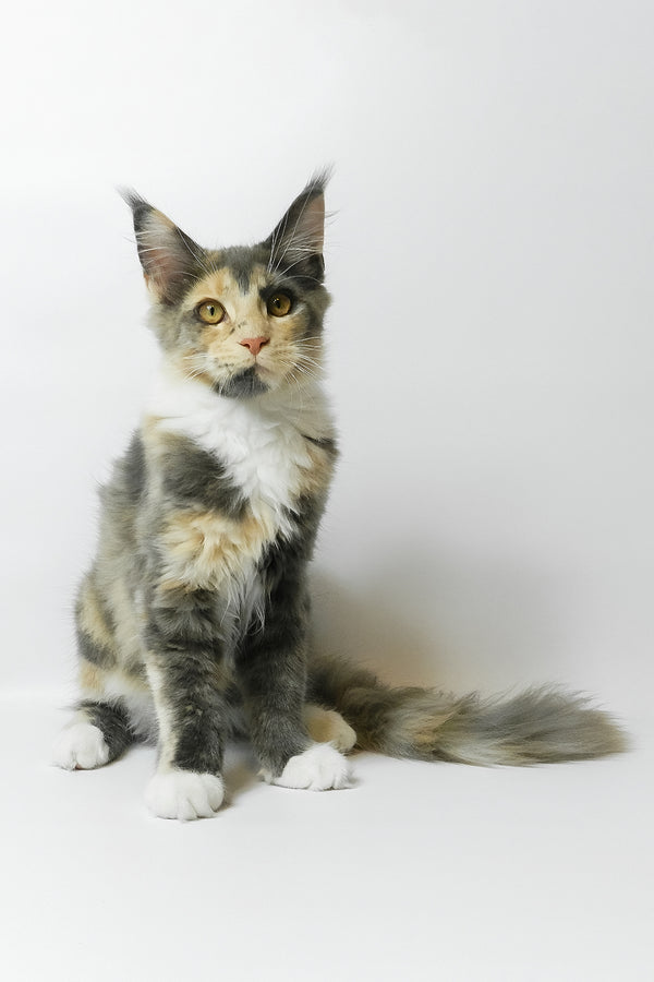 Elina | Maine Coon Kitten
