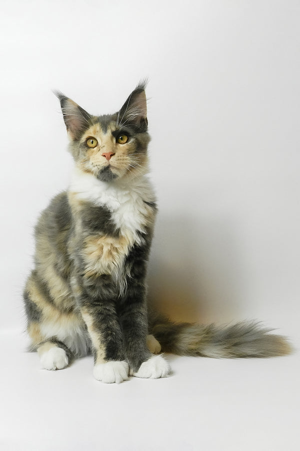 Elina | Maine Coon Kitten