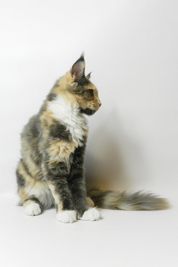Elina | Maine Coon Kitten