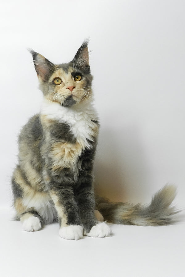 Elina | Maine Coon Kitten