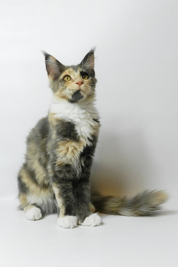 Elina | Maine Coon Kitten