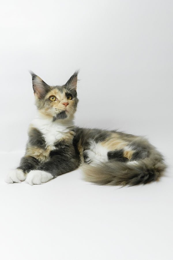 Elina | Maine Coon Kitten
