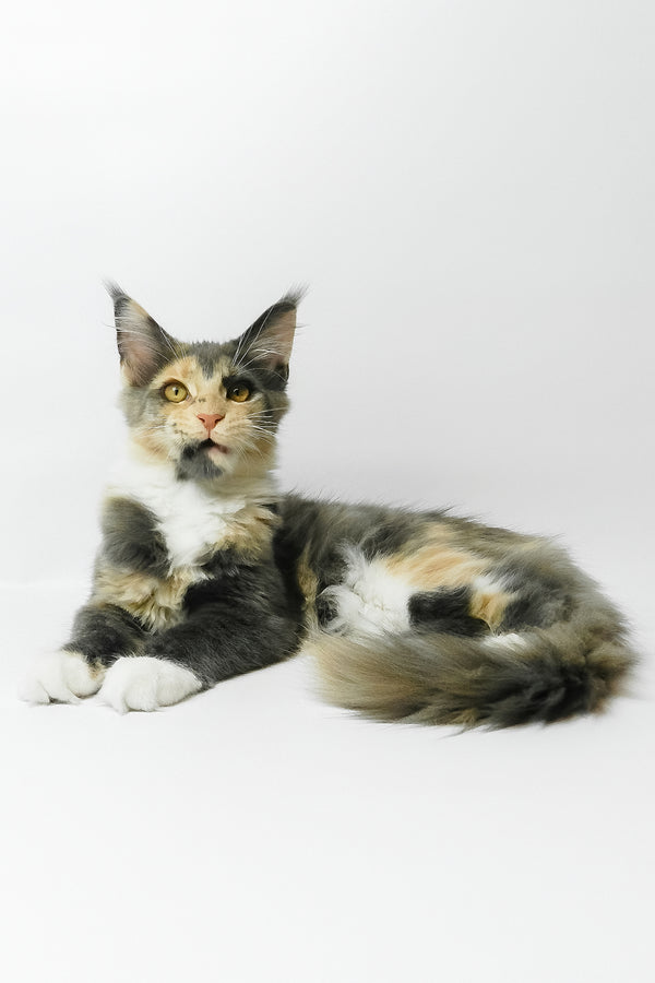 Elina | Maine Coon Kitten