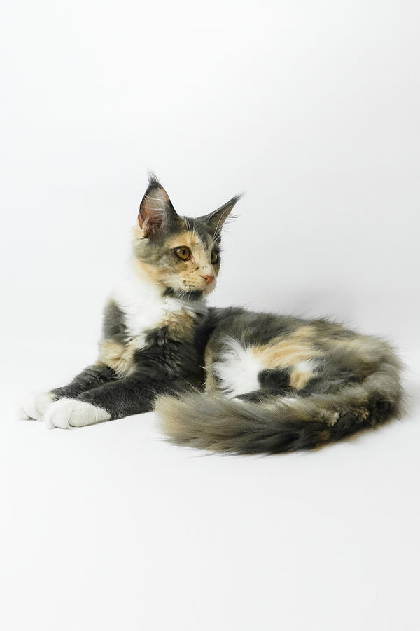 Elina | Maine Coon Kitten