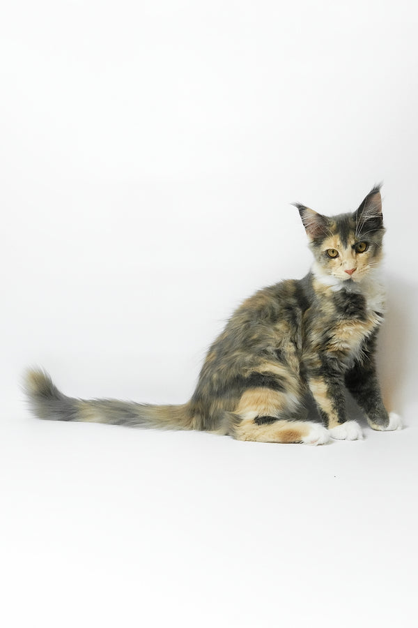 Elina | Maine Coon Kitten