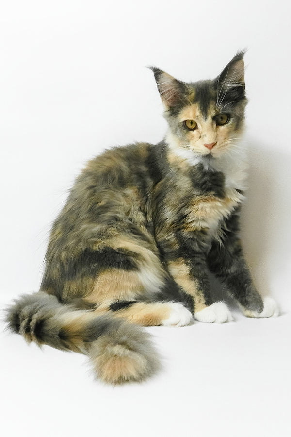 Elina | Maine Coon Kitten