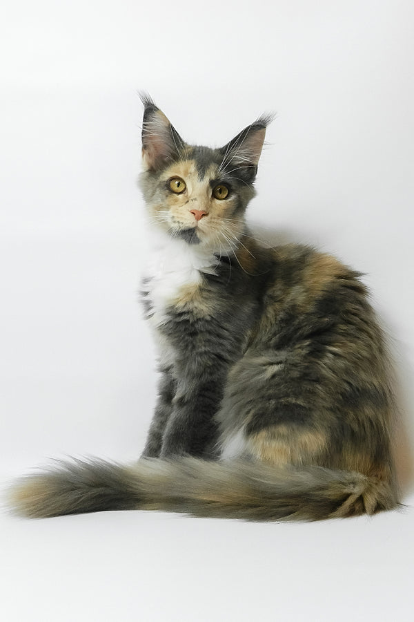 Elina | Maine Coon Kitten