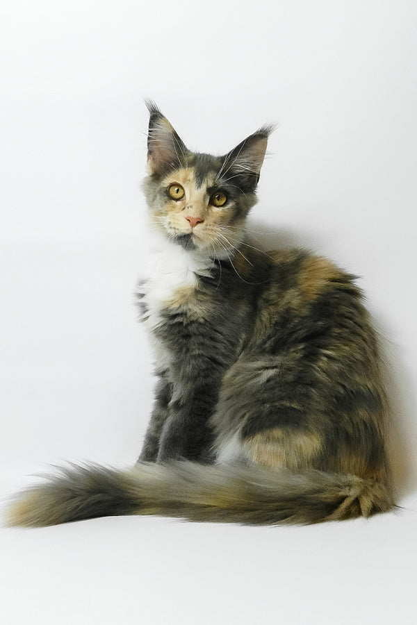Elina | Maine Coon Kitten