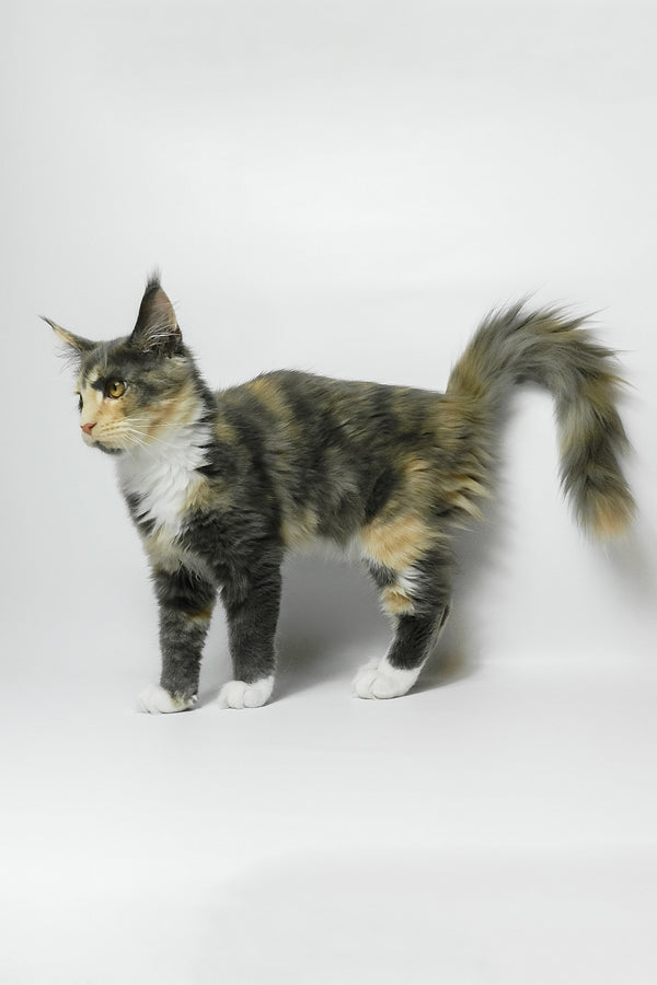 Elina | Maine Coon Kitten