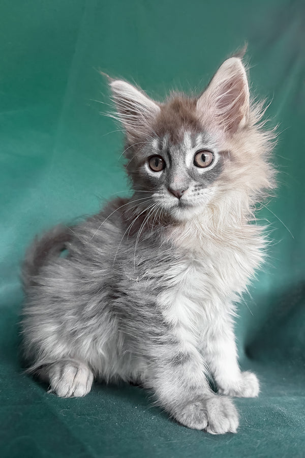 Eliot | Maine Coon Kitten