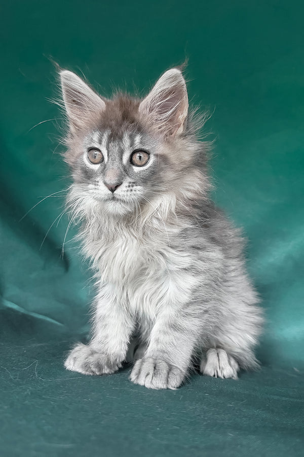 Eliot | Maine Coon Kitten