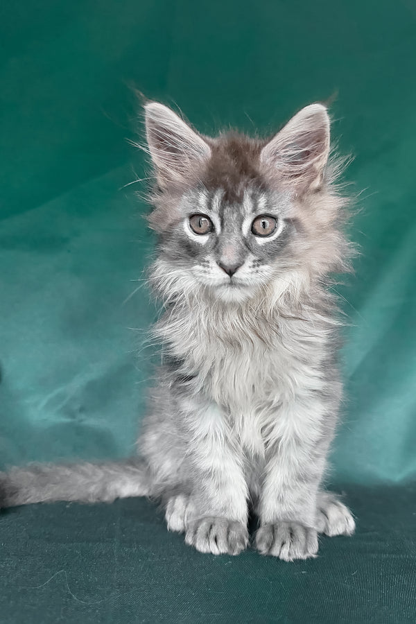 Eliot | Maine Coon Kitten