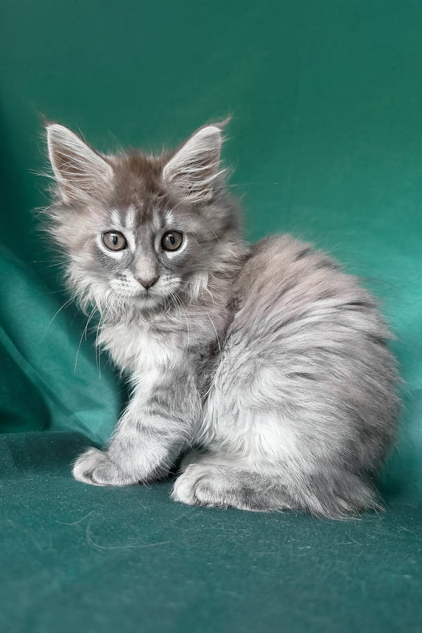 Eliot | Maine Coon Kitten