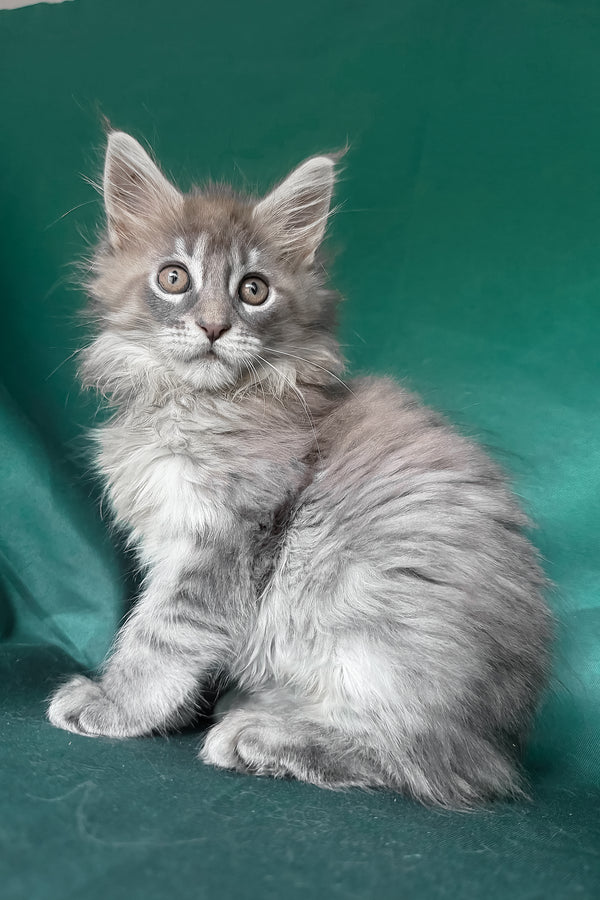 Eliot | Maine Coon Kitten