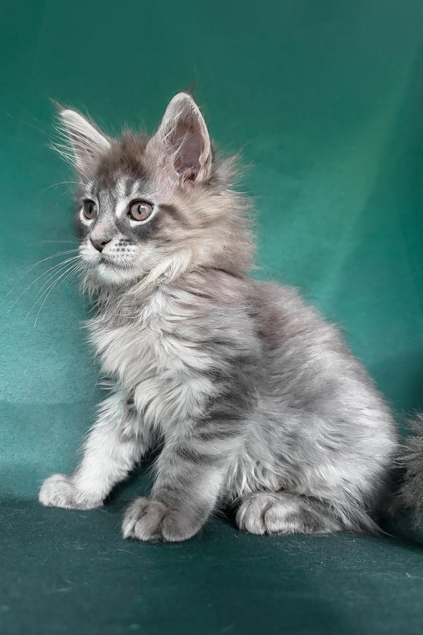 Eliot | Maine Coon Kitten