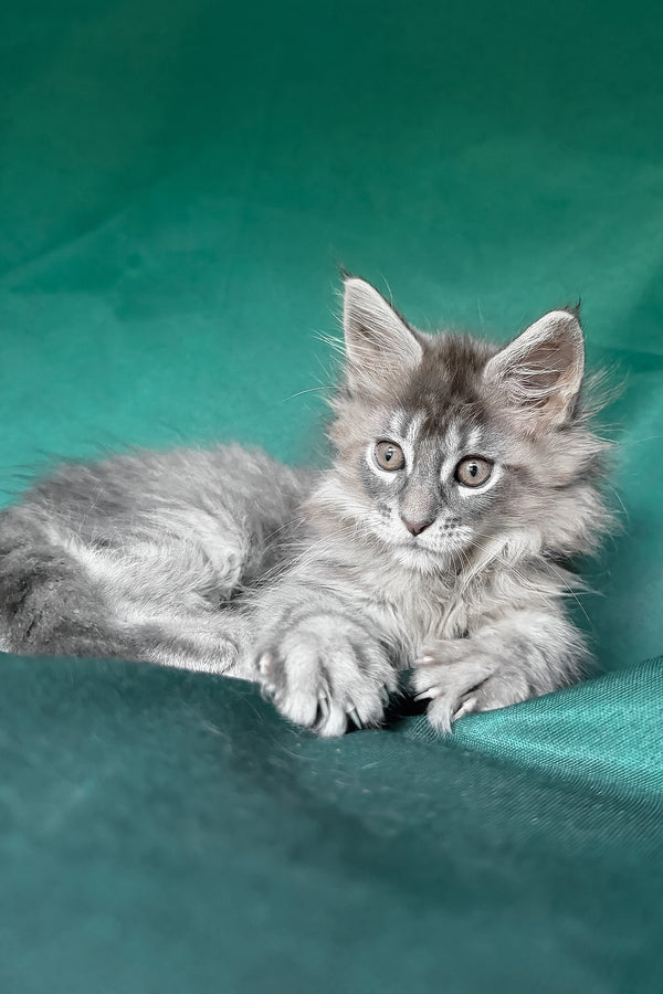 Eliot | Maine Coon Kitten