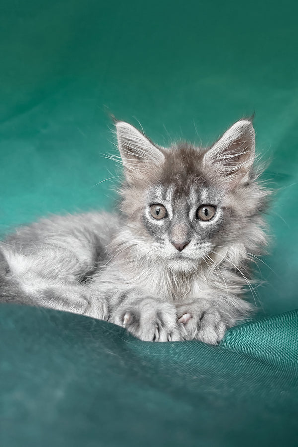 Eliot | Maine Coon Kitten