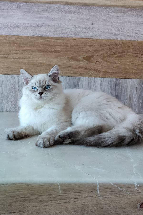 Elisei | Siberian Kitten