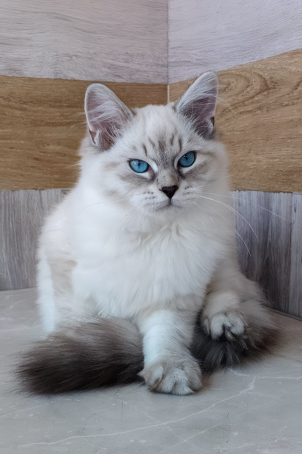 Elisei | Siberian Kitten