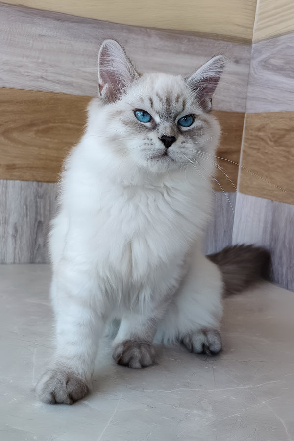 Elisei | Siberian Kitten