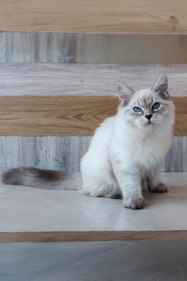 Elisei | Siberian Kitten