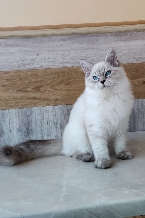 Elisei | Siberian Kitten
