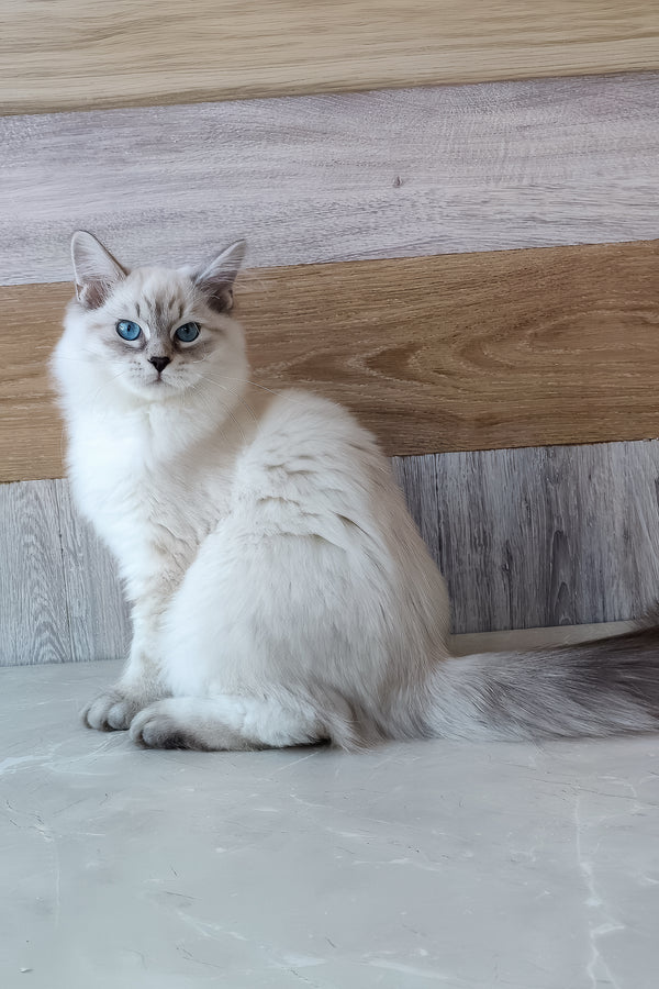 Elisei | Siberian Kitten