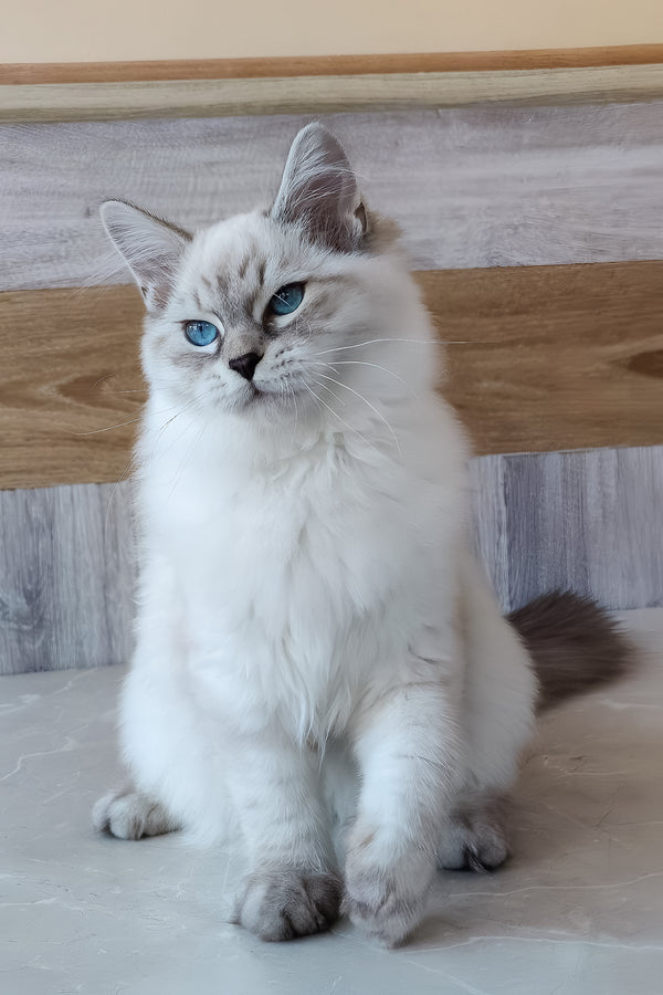 Elisei | Siberian Kitten