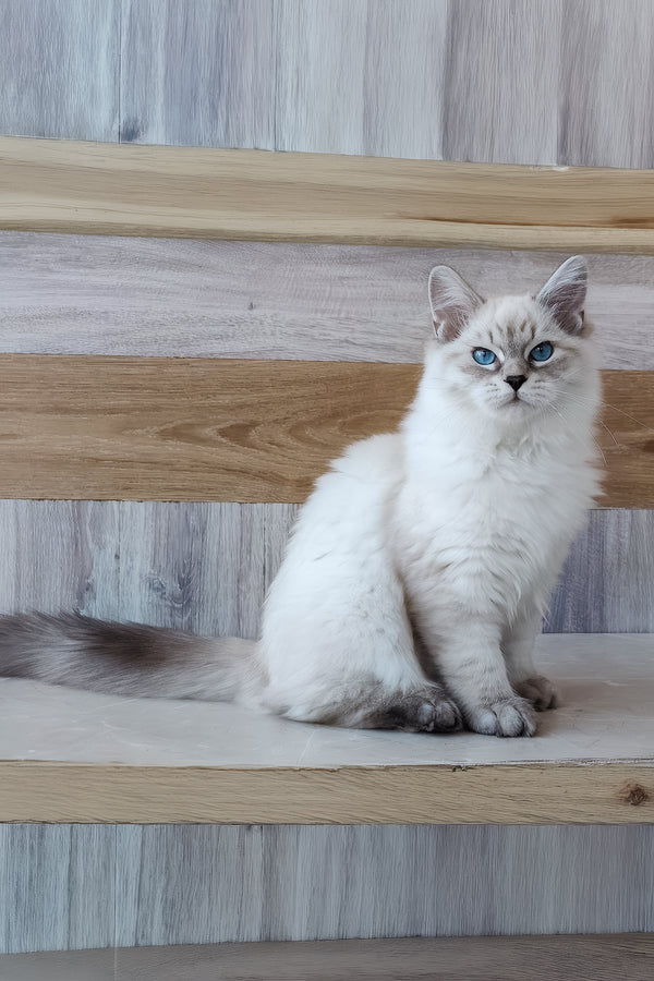 Elisei | Siberian Kitten