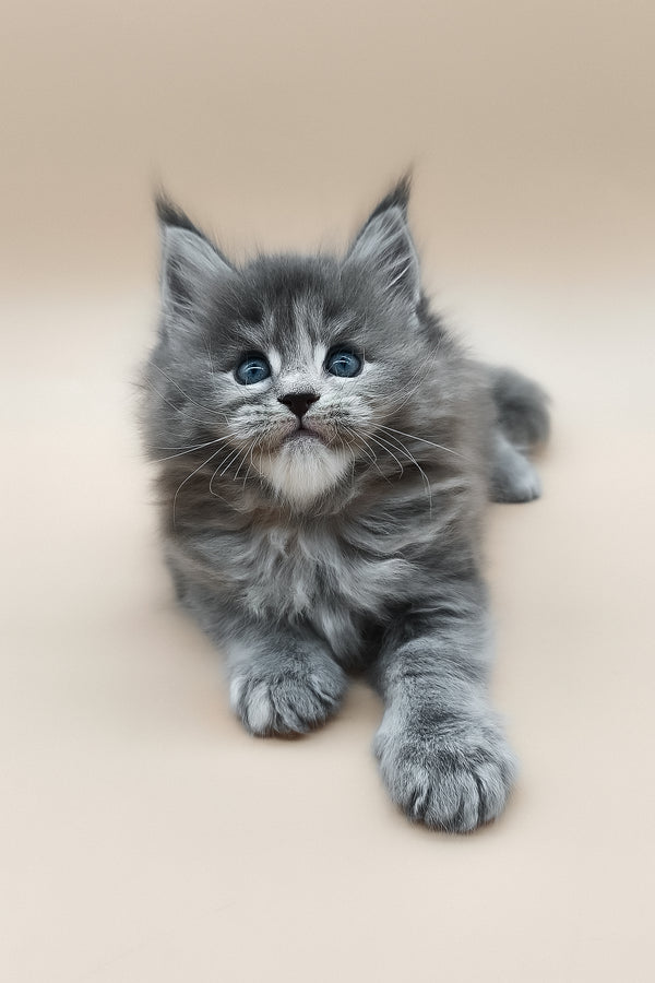 Eliza | Maine Coon Kitten