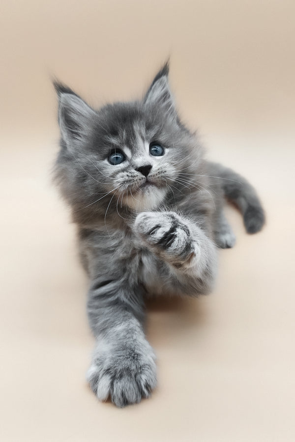 Eliza | Maine Coon Kitten