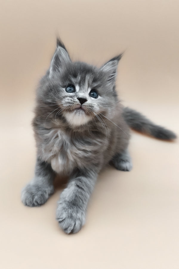 Eliza | Maine Coon Kitten