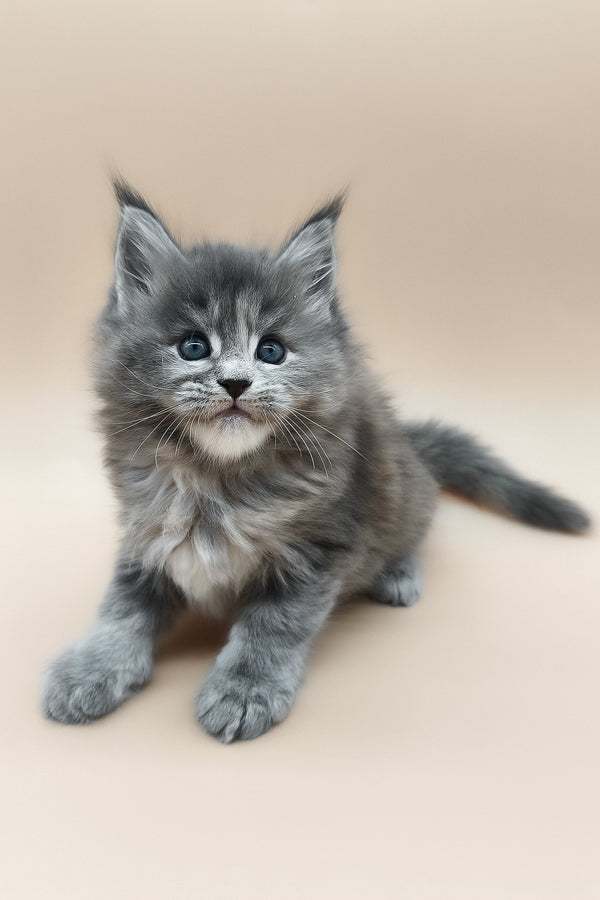 Eliza | Maine Coon Kitten