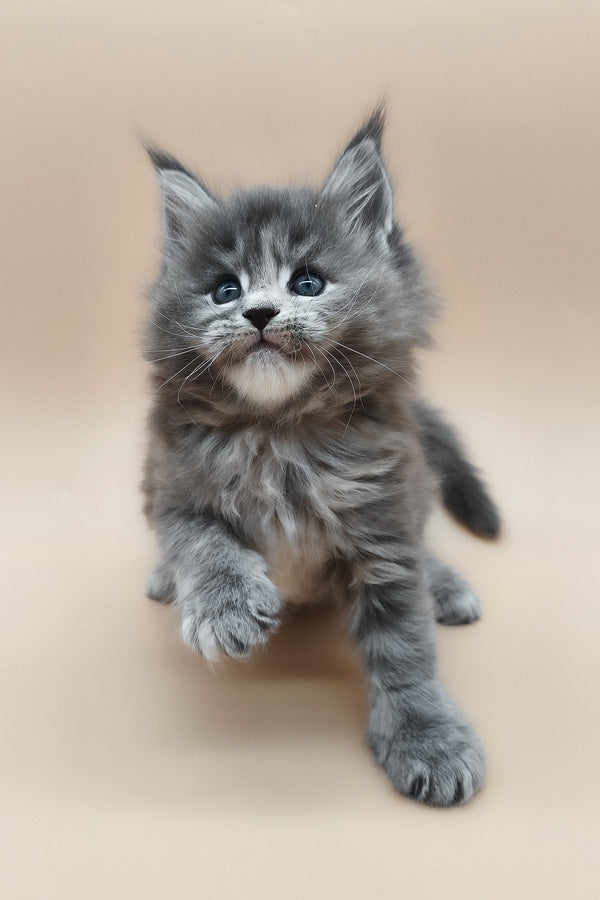 Eliza | Maine Coon Kitten